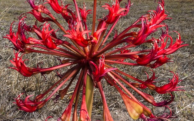 Gansbaai Gaan Bos Gaan Fynbos 2